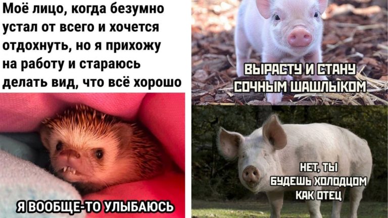Прикольные картинки с надписями и холодец с шашлыком