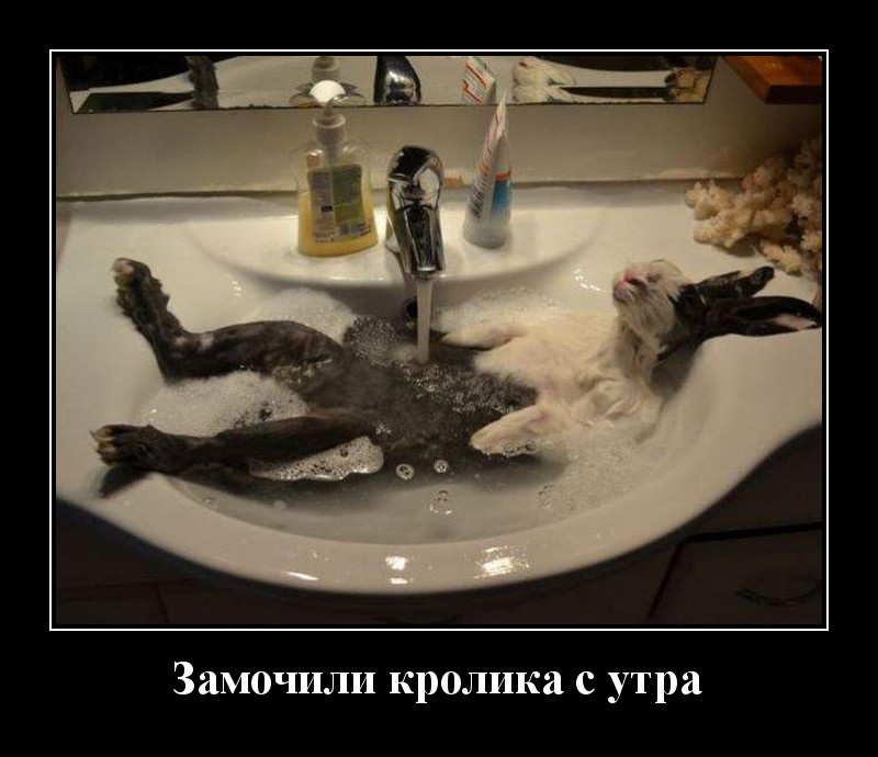 Новые демотиваторы и замочить зайку