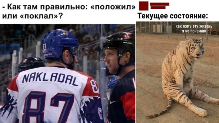 Прикольные картинки с надписями и уставший тигр