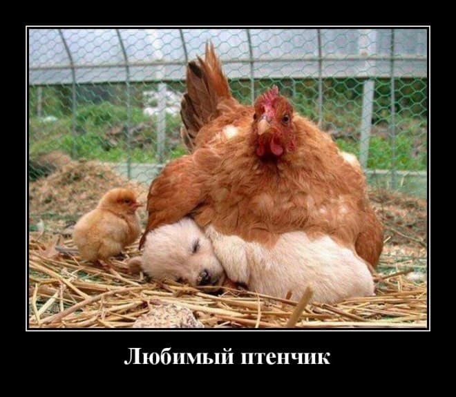 Новые демотиваторы и любимый птенчик
