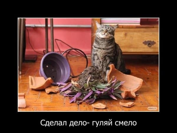 Новые демотиваторы и сделал дело — гуляй смело