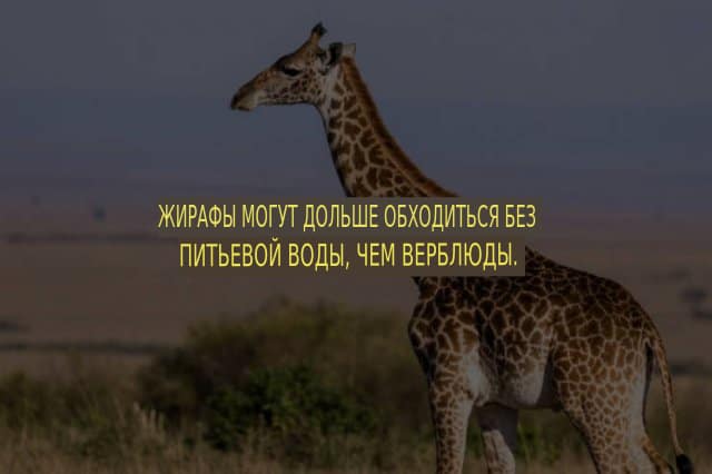Удивительные и познавательные факты со всего света