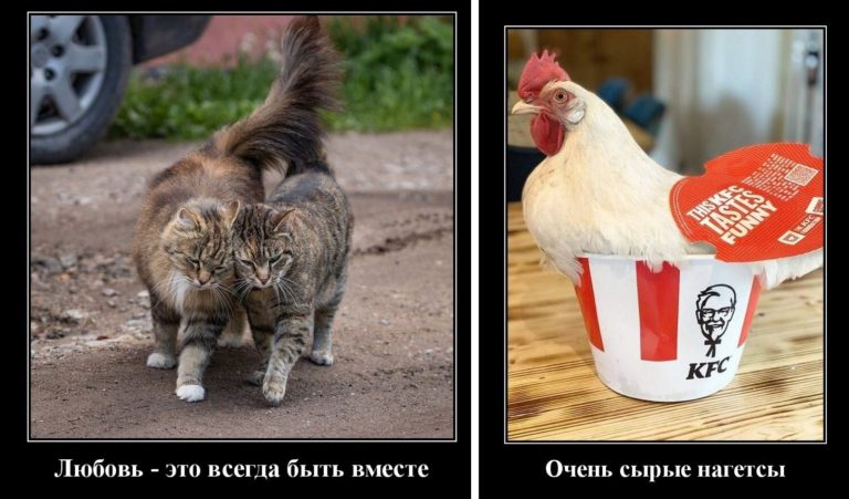 Новые демотиваторы и любовь