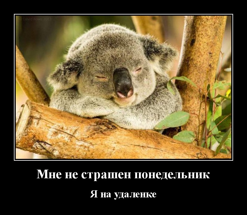Новые демотиваторы и понедельник