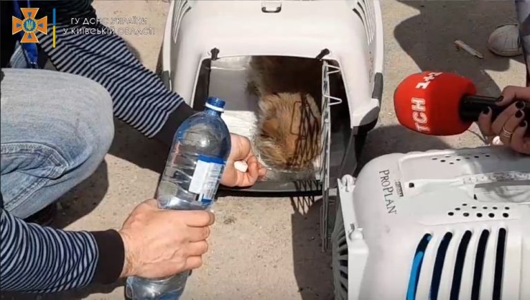 В Бородянке из разрушенного дома спасли кота