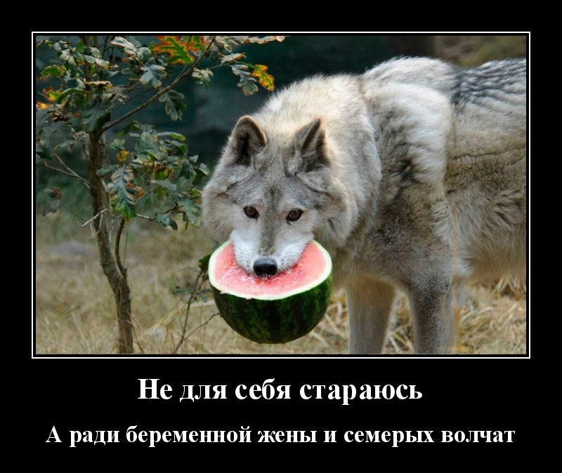 Новые демотиваторы и семеро волчат