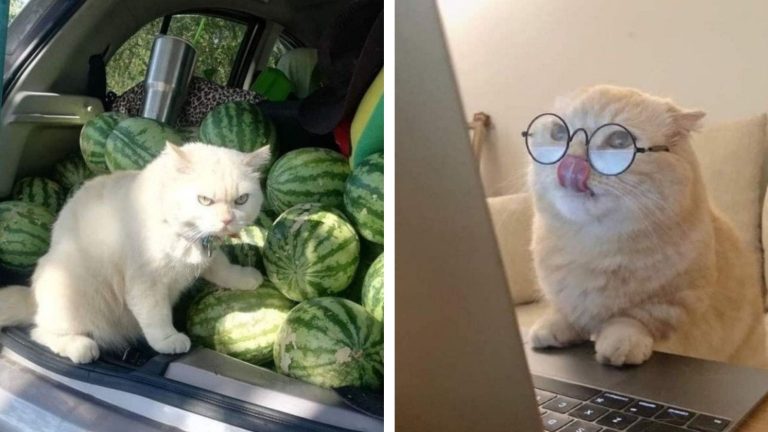 Коты, которые отбросили мурчание и решили сами зарабатывать себе на корм
