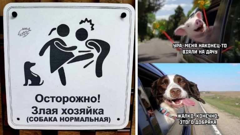 Прикольные картинки с надписями и злая хозяйка