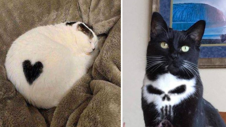 13 кошек с уникальным окрасом, который рассмешит и удивит вас