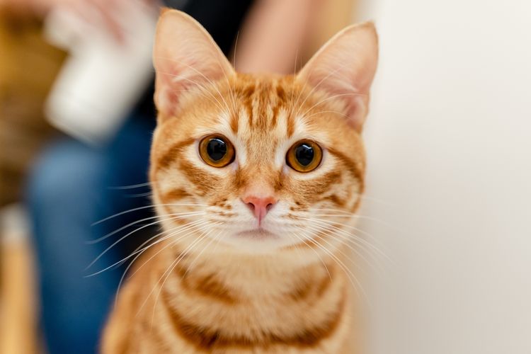 Про рыжих котиков и другие удивительные статистические факты