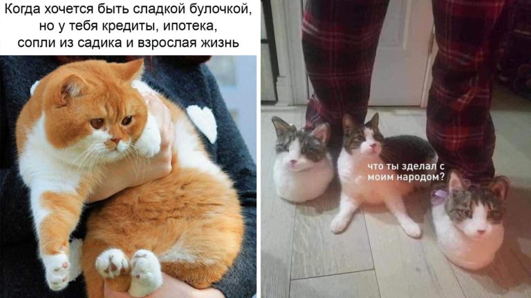Наташа, проснись! Подборка урчащих мемов с котами