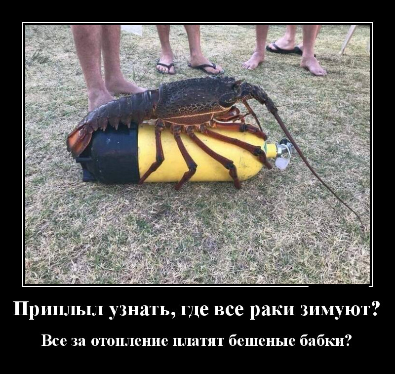 Новые демотиваторы и где раки зимуют