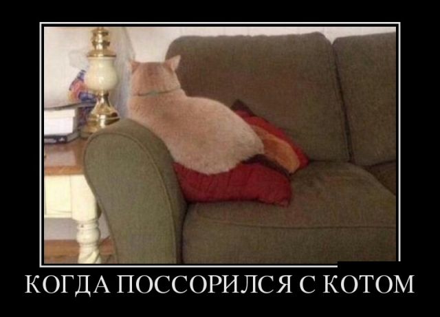 Новые демотиваторы и когда поссорился с котом