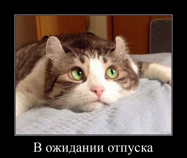 Новые демотиваторы и ожидание отпуска
