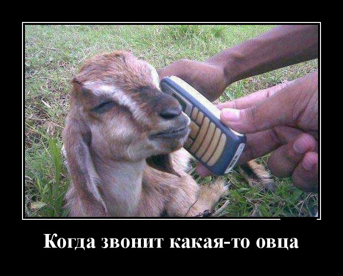Новые демотиваторы и звонок от овцы