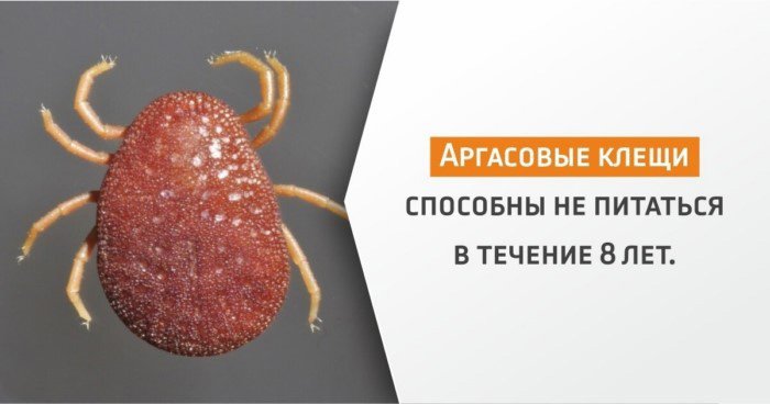 8 удивительных фактов о клещах, которые вы не знали у кого спросить