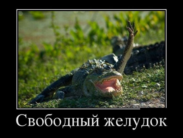 Новые демотиваторы и свободный желудок