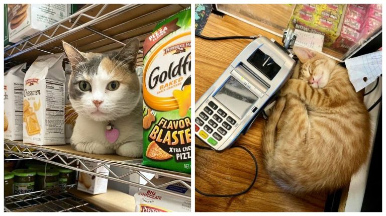 Эти магазинные котики выглядят так, словно они здесь хозяева!