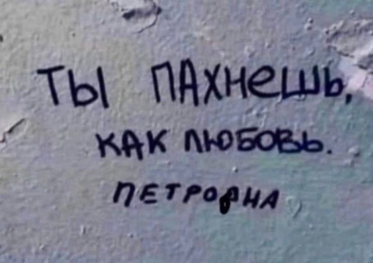Юмор за день и чихуахуа