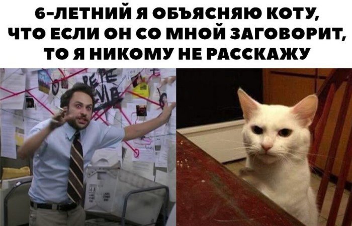 Ожирение у кота само не появится: кошачьи мемы для мурчащего настроения