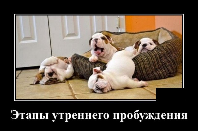 Новые демотиваторы и этапы утреннего пробуждения