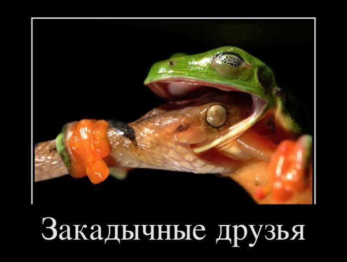 Новые демотиваторы и закадычные друзья