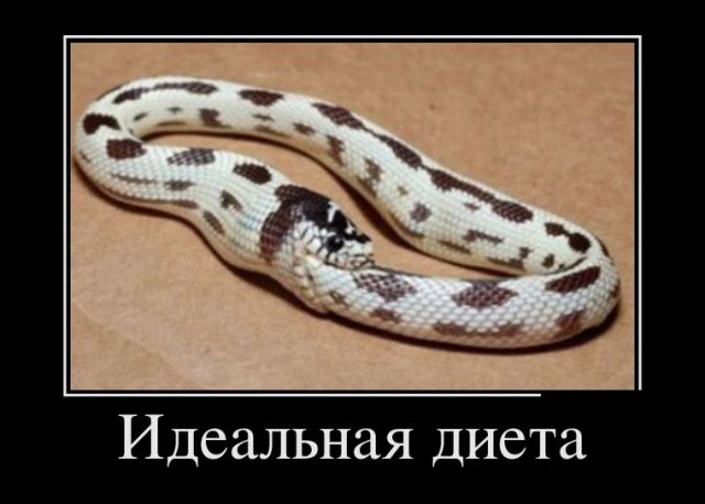Новые демотиваторы и идеальная диета