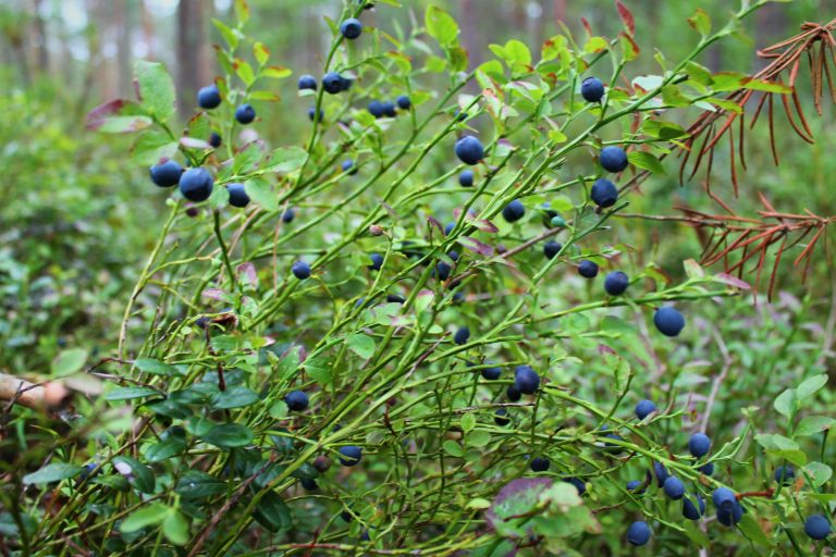Вниманию собирателей лесных ягод: на кустиках могут быть смертельно опасные паразиты