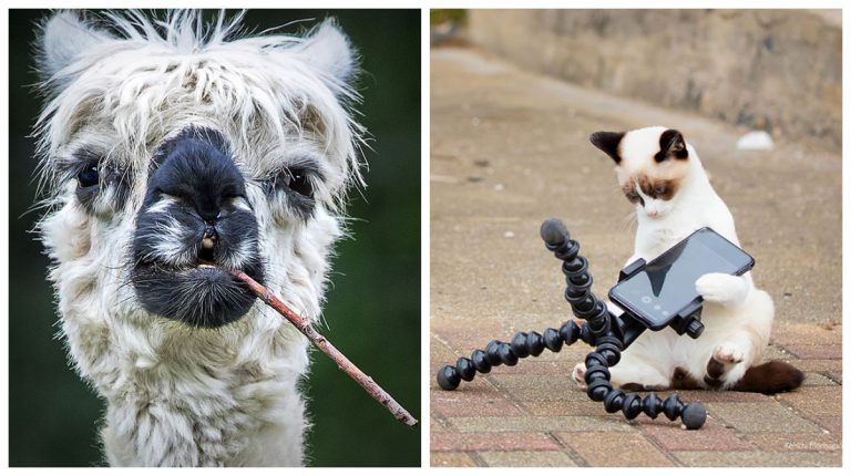 Если у вас плохой день, эти финалисты конкурса Comedy Pet Photography Awards 2022 обязательно сделают его лучше