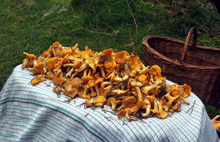 83-летний пенсионер пошел в лес за грибами и заблудился