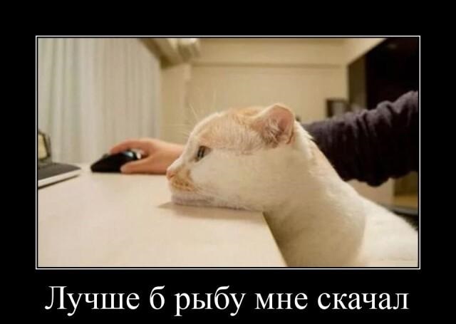 Новые демотиваторы и скачать рыбу