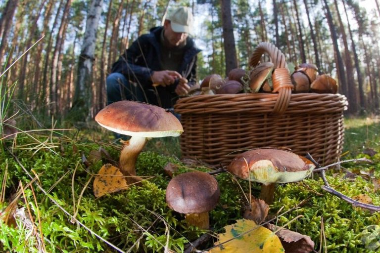 ГПСС призывает жителей брать с собой в лес телефоны