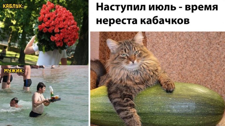 Прикольные картинки с надписями и сезон нереста кабачков
