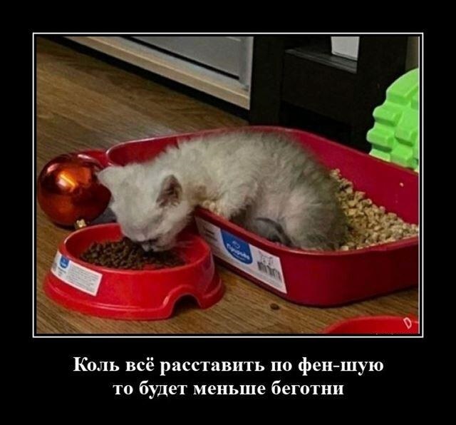 Новые демотиваторы и всё по фен шую