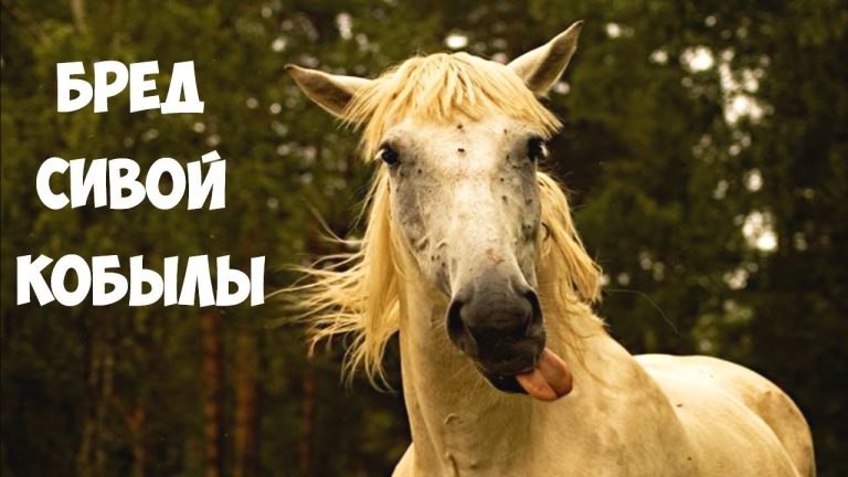 Бред сивой кобылы и другие фразеологизмы, истинное значение и происхождение которых вы могли не знать