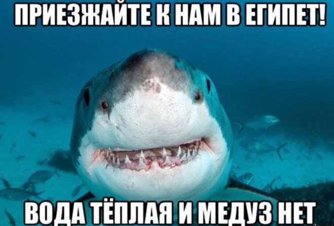 Прикольные картинки с надписями и поездка в Египет