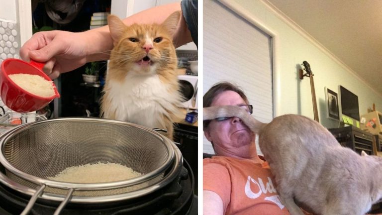 Котики и собачки, которым плевать на ваше личное пространство