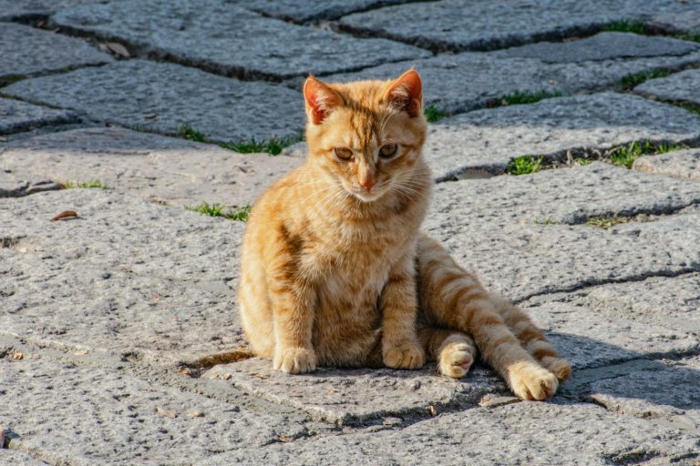 В Германии раньше времени отменили «локдаун» для кошек, который ввели ради птиц
