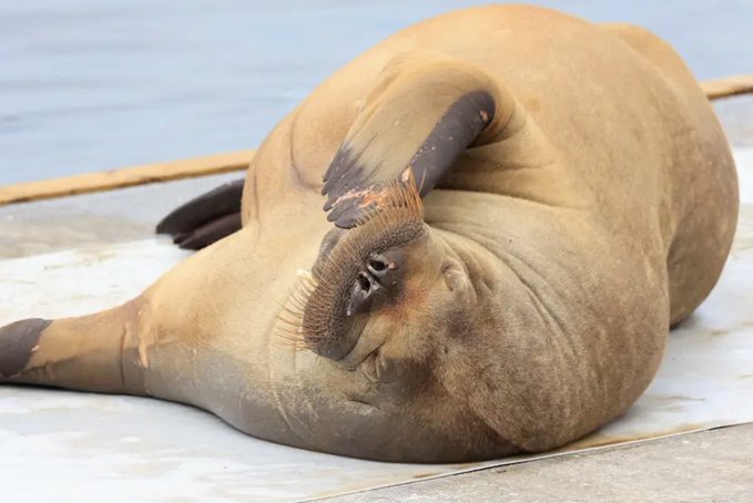 В Норвегии усыпили любимицу местных жителей — самку моржа Фрею