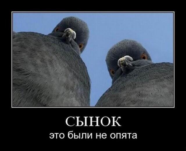 Новые демотиваторы и поход по грибы