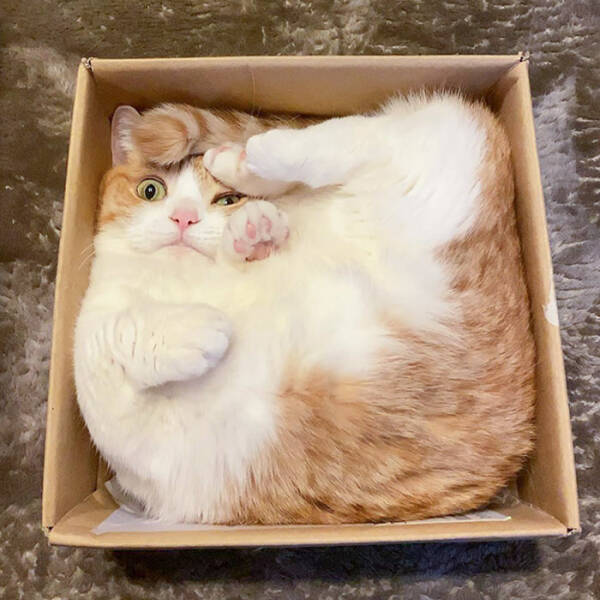 Милые зверюшки, которые помещаются в самые неожиданные емкости!