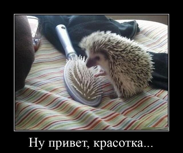 Новые демотиваторы и привет красотка