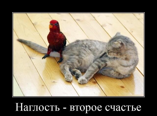 Новые демотиваторы и второе счастье