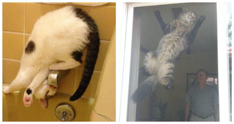 Кошки, которым незнакомы законы физики