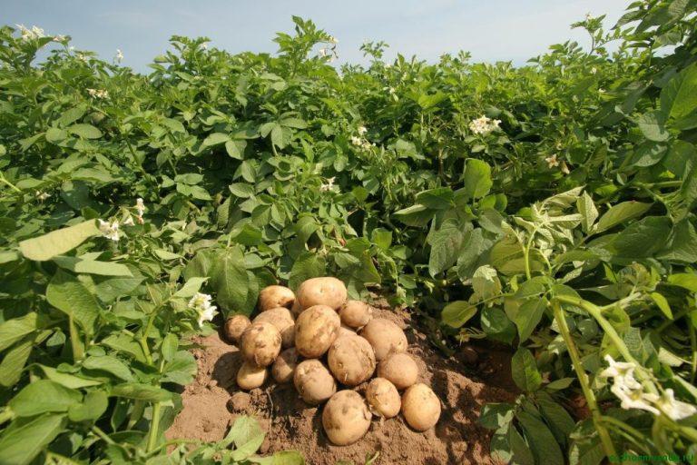 В этом году сбор урожая картофеля начался позже обычного