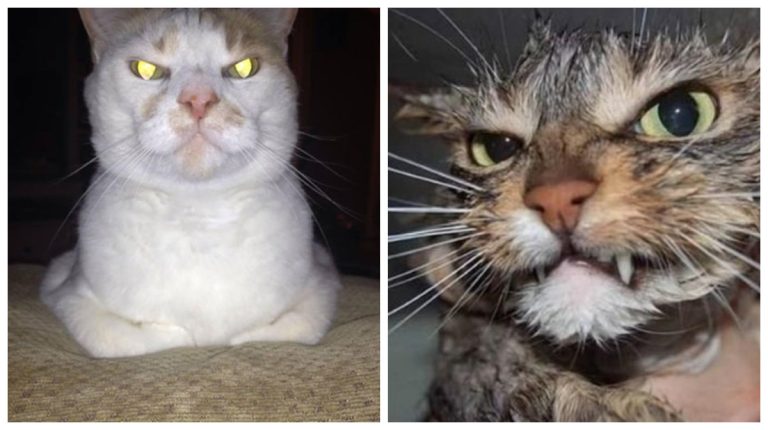 20 кошек-злодеев, которые замышляют что-то нехорошее