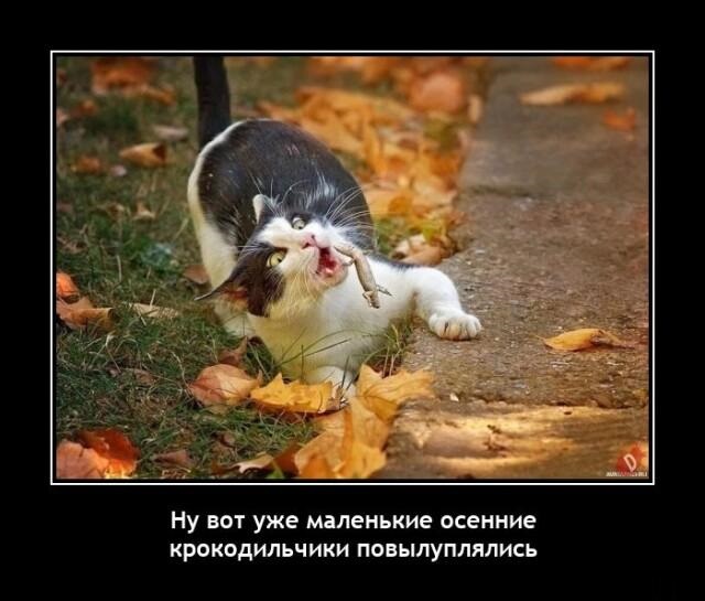 Новые демотиваторы и осенние крокодилы