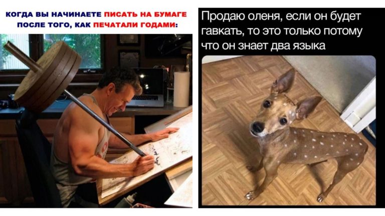 Прикольные картинки с надписями и гавкающий олень