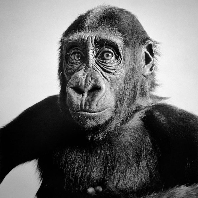 Фантастические черно-белые портреты животных от фотографа Александра фон Рейсвитца