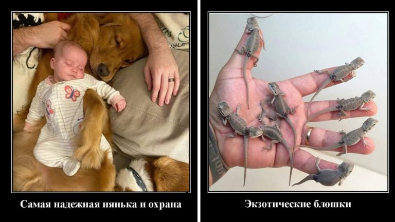Новые демотиваторы и лучшая няня